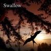 Ryo Utasato: Swallow