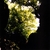 KIRK KNUFFKE, FEDERICO UGHI, CHRIS WELCOME: Garden Of Gifts