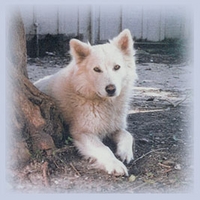 BOBBY BEAUSOLEIL: Running With the White Wolf