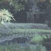 JOHN BECHHOFF: When Green Fades