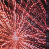 Better Chemistry : Undiscovered Elements