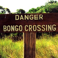 Bossa Nova Beatniks: Danger Bongo Crossing