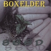 BOXELDER: Seed