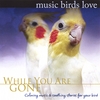 BRADLEY JOSEPH: Music Birds Love: While You Are Gone