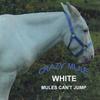 CRAZY MULE: White Mules Can't Jump