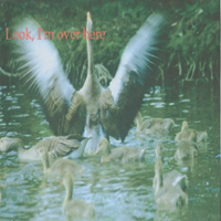 Crow44 : Look, I'm Over Here