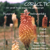 Daniel Holt Bohannon on CDBaby