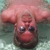 DAVID IRVINE: Safe Harbor