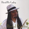 DAVID PIC CONLEY: Bird Of Paradise