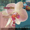 DEEPNINE: Flowers on the Dirt Road Home