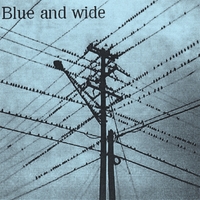DERMAPTERA: Blue and Wide