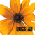 DOGSTAR: Our Little Visionary