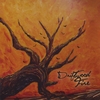 DRIFTWOOD FIRE: Driftwood Fire
