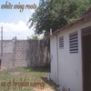 DYLAN MURRAY: White Wing Roots
