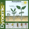 DYNAMIC: Photosynthesis