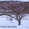 FEDERICO FASCE: Winter Blossoms