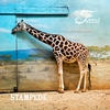 FICUS: Stampede