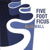 FIVE FOOT FICUS: Blue Wall