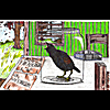 For Algernon: Oh My Starling