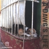 THE FUNKDAWGS: A Dawg's Life