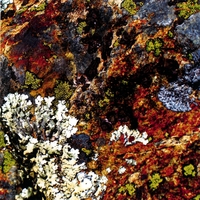 Gianni Gebbia/Damon Smith/Weasel Walter : Lichens