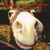 GERALDINE AND THE DONKEYS: Leave Your Pants At The Door