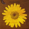 GLENSIDE ALLSTARS: Ampliflower