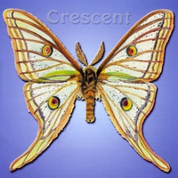 Ethan James Hagen : Crescent