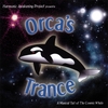 HARMONIC AWAKENING: Orca's Trance