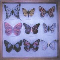 Hoonose : Man Made Butterflies