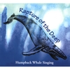 PAUL KNAPP JR.: Rapture of the Deep - Humpback Whale Singing (Remastered)