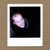 JAY BRANNAN: Disasterpiece
