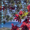 KANDUGOTTU: KanDuGotTu go to Flamenco Island