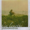 KIM LAMOTHE: Philodendron
