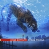 KINGS CARAVAN: Circus Maximus