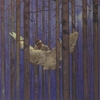 KOTO: The Owl in the Woods Knows