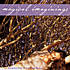 Kris Katsuko Oster: Magical Imaginings: Journeys Into Your Inner Realms (feat. Shaun Oster)