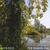 KATIE ROSE: The Singing Tree