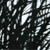 KYLE DAWKINS: Conasauga