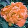 LIZ AMMERMAN: Orange Chakra