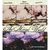 LARRY OCHS / ROVA SPECIAL SEXTET: The Mirror World (for Stan Brakhage)