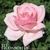 MERRILL COLLINS: Blossoms
