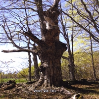 Music From the Film : World War Tree