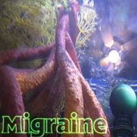Migraine : 232 - Root System