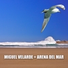 MIGUEL VELARDE: Arena Del Mar