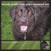 AARON MISENHEIMER: The Smell of Wet Dogs After a Summertime Rain
