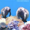 MONET.MADRID. MADAGASCAR.: If Manatees Had Trunks