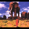 MORNING ELEPHANT: morning elephant