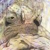 MATT AND PAULY ZARB: Chameleon