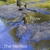 THE NETTLES: Flow